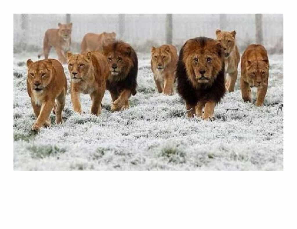 Lions picture with leader