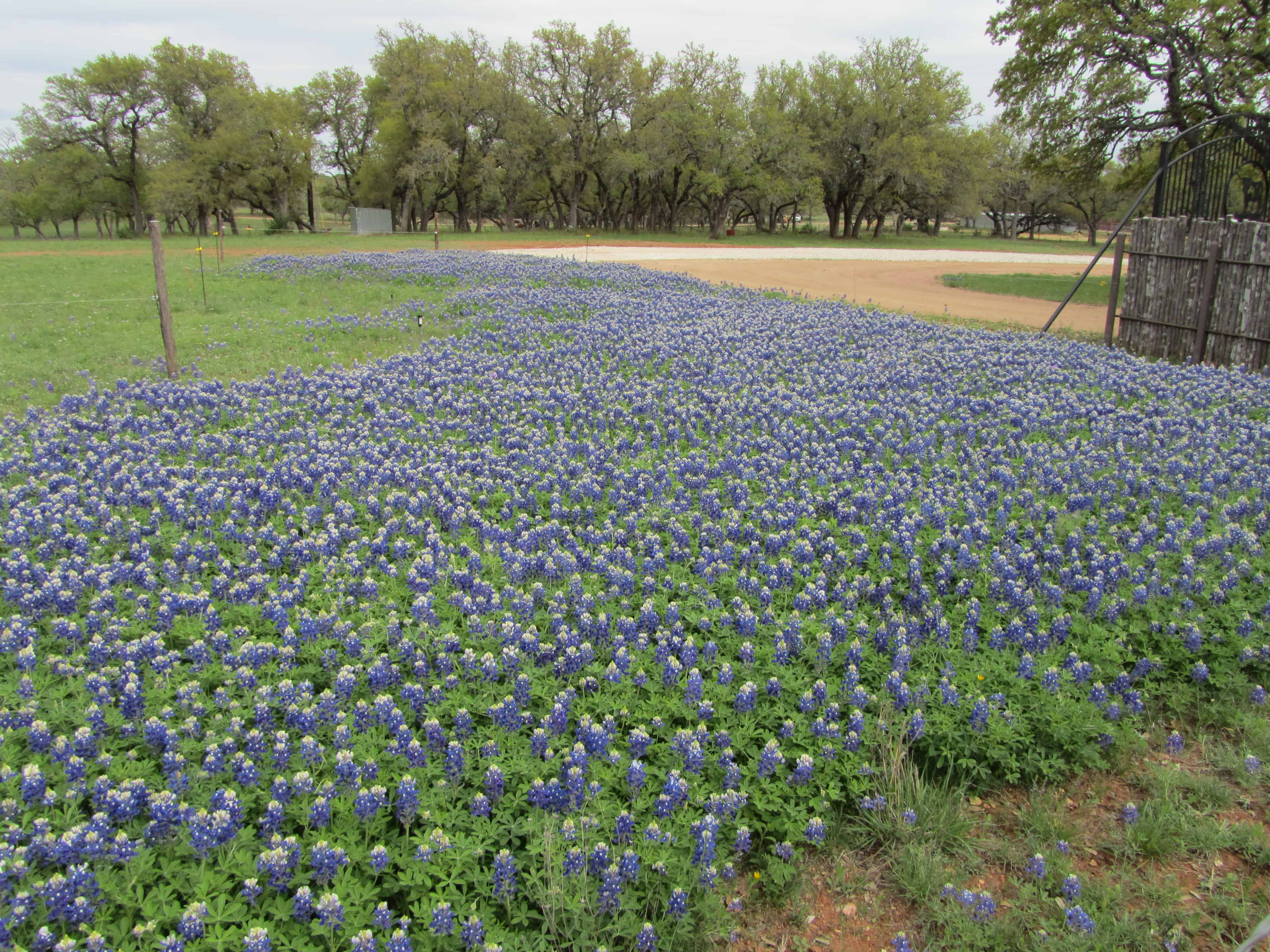 Texas Bluebonnet Tour -- the Willow City Loop - The Musings of the Big ...