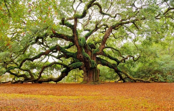 the-angel-oak-tree-charleston